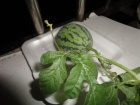 儿子阳台上种的西瓜