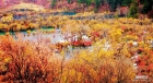 《秋之韵》：红叶满山映彩霞--诗/阿牛哥