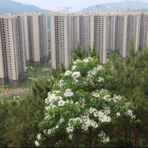 梅州富力城——景色如画 大爱如山