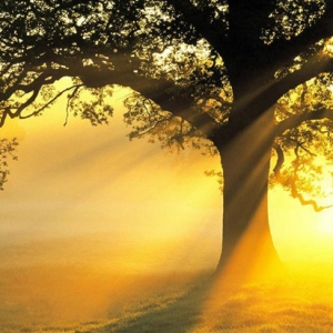 树能不能长到天上 反正房价不可能！